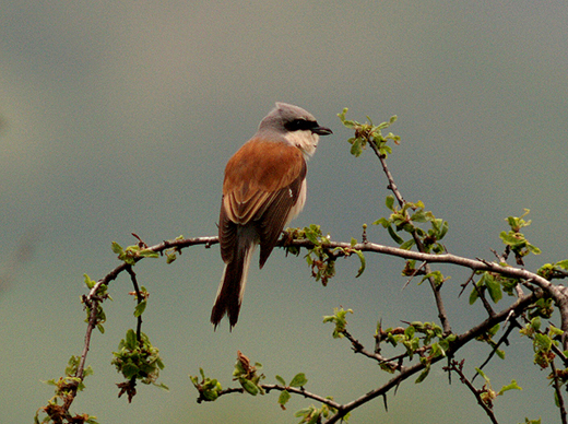 consiglio reflex nikon